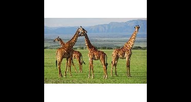 PIA TOYS Giraffe placemats - 3D - 28 x 44 cm