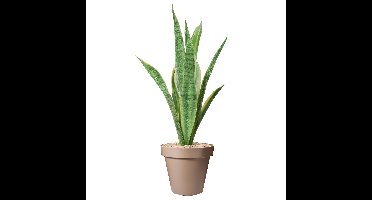 Pro Garden Bloempot - mokka bruin - rond - D40 cm - kunststof