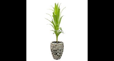 V/d Leeden Planten/bloemen mand - rotan - riet - D48 x H62 cm