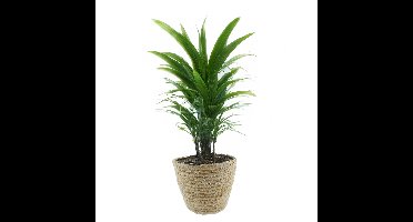 Van der Leeden Plantenmand - rotan - maisblad - D18 x H15 cm