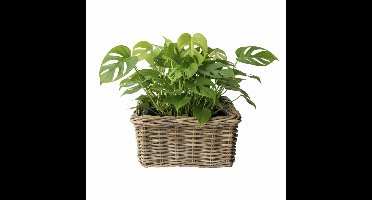 VD Leeden Plantenmand Klassiek - bruin - rechthoek - rotan