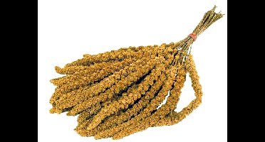 TROSGIERST CHINEES 15 KG