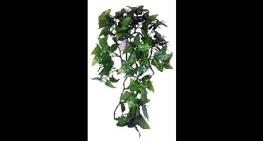 KOMODO PHILODENDRON PLANT 30 CM