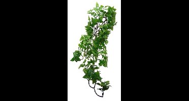 KOMODO PHILODENDRON PLANT 60 CM