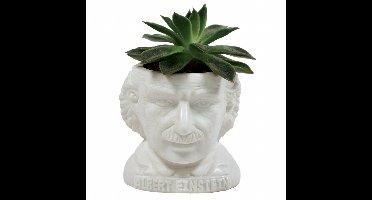 UPG Planter - Albert Einstein
UPG Planter - Albert Einstein