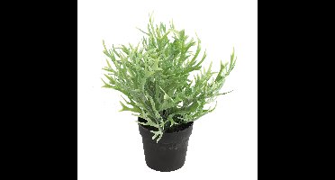 Kunstplant Platycerium in bloempot - Groen - 20 x 24 cm