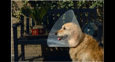 BZ PLASTIC HONDENKRAAG 47-57 30