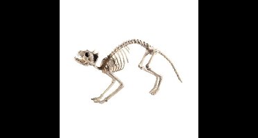 Decoratie kat/poes skelet - 60 x 12 x 25 cm - geraamte - botten - Horror - Halloween