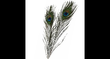 Pauwenveren - 1x - 80 tot 90 cm - multi kleuren - namaak decoratie veren van een Pauw