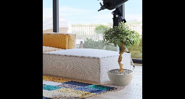 Shirakashi kunst bonsai op stam 100cm