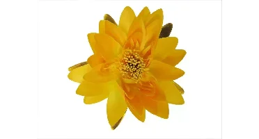 Ubbink Waterlelie grote bloem 16cm geel