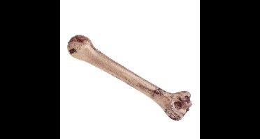 Atosa skeletten botten - L33 cm - kunststof - halloween decoratie - horror