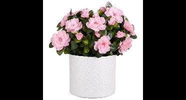 Mica Decorations Kunstplant - Azalea roze - H31 cm - in witte bloempot - keramiek