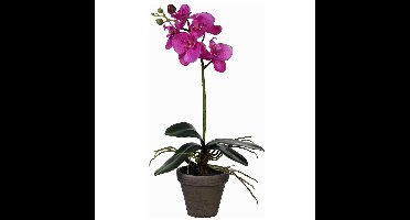 Mica Decorations Kunstplant - Phalaenopsis orchidee - paars - 48 cm
