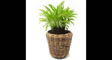 Planten/bloemen mand - rond - rotan - gevlochten riet - D55 x H47 cm - drypot