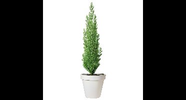 Pro Garden Bloempot - wit - rond - D50 cm - kunststof - plantenpot - tuin buiten