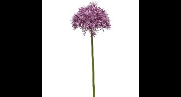 Allium/Sierui kunstbloem - losse steel - paars - 62 cm - Natuurlijke uitstraling