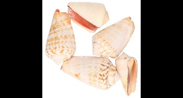 Decoris namaak schelpen - nep zee schelpen - zeeslak/strombus urseum - 4 cm