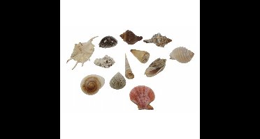 Grote decoratie zee/strand schelpen - set 12x stuks - 8-16 cm formaten mix