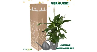Cadeau Box Kamerplant Verhuisd - Lepelplant