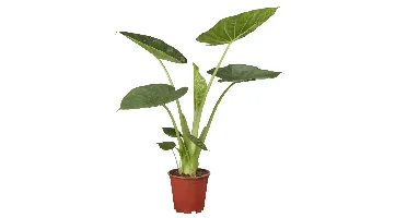 Kamerplant Alocasia Wentii ''Olifantsoor''