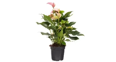Kamerplant Anthurium Red 'Flamingo plant'