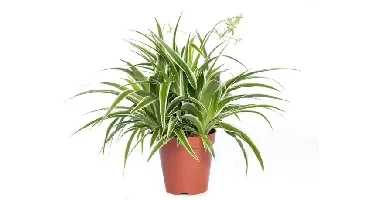 Kamerplant Chlorophytum Comosum 'Graslellie'