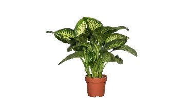 Kamerplant Dieffenbachia