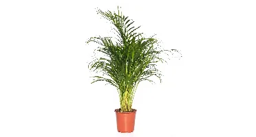 Kamerplant Dypsis Lutescens 'Areca palm'