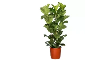 Kamerplant Ficus Lyrata 3 toef 'Tabaksplant