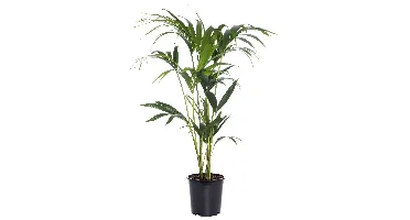 Kamerplant Howea forsteriana 'Kentiapalm'