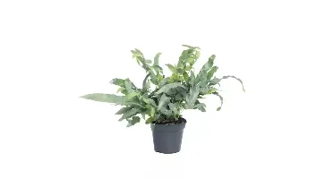 Kamerplant Phlebodium Aureum Blue Star 'Blauw Varen'