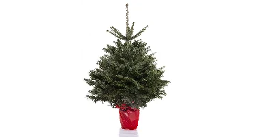 Kerstboom Abies Nordmann in pot 60-80cm