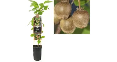 Klimplant Actinidia deliciosa Hayward - Vrouwlijke Kiwi