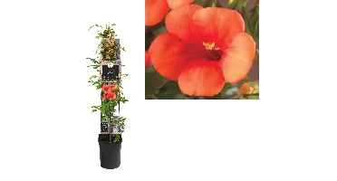 Klimplant Campsis Madame Galen - Oranje Trompetbloem 120 cm