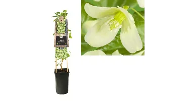 Klimplant Clematis Cirrhosa Wisley Cream - Witte Bosrank