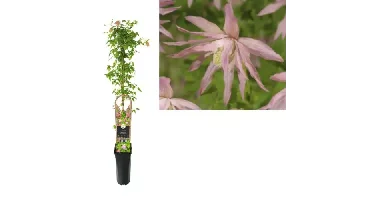 Klimplant Clematis Country Rose - Roze Bosrank