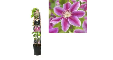 Klimplant Clematis Dr. Ruppel - Roze Bosrank 120cm