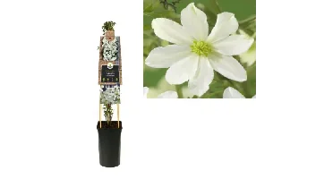Klimplant Clematis Early Sensation - Witte Bosrank
