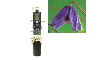 Klimplant Clematis Helsingborg - Paarse Bosrank