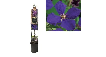 Klimplant Clematis Jackmanii - Paarse Bosrank 120cm