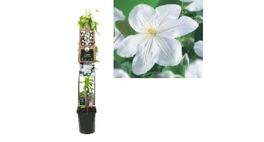 Klimplant Clematis Madame Le Coultre - Witte Bosrank 120cm