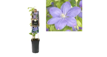 Klimplant Clematis Mrs. Cholmondeley - Lila Bosrank
