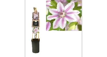 Klimplant Clematis Nelly Moser - Roze Bosrank