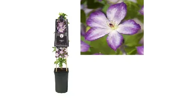 Klimplant Clematis Pernille - Paarse Bosrank