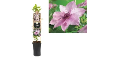 Klimplant Clematis Pink Fantasy - Roze Bosrank