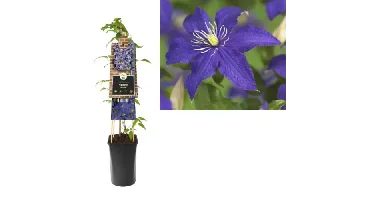 Klimplant Clematis Rhapsody - Blauwe Bosrank