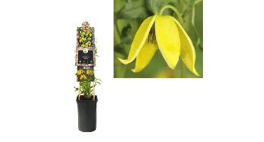Klimplant Clematis tangutica - Gele Bosrank