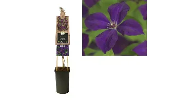Klimplant Clematis vit. Polish Spirit - Paarse Bosrank
