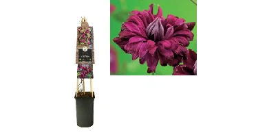 Klimplant Clematis vit. Purp. Elegans - Rode Bosrank
